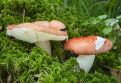 Russula betularum