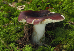 Russula cessans