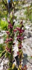 Satyrium lupulinum