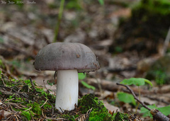 Russula cyanoxantha