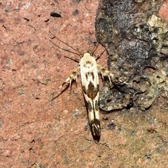 Stathmopoda melanochra