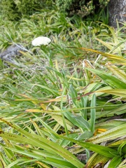 Craspedia macrocephala