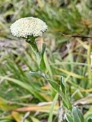Craspedia macrocephala