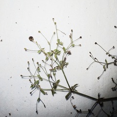 Galium intermedium