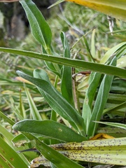 Craspedia macrocephala