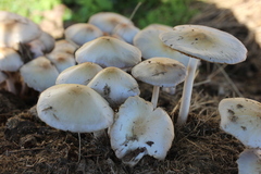 Bolbitius coprophilus