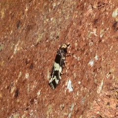 Sphyrelata melanoleuca