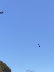 Phalacrocorax varius hypoleucos