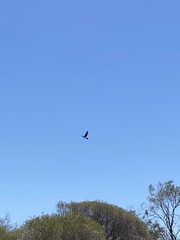Phalacrocorax varius hypoleucos
