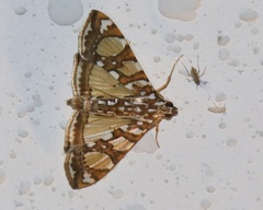 Glyphodes sibillalis
