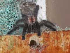 Avicularia