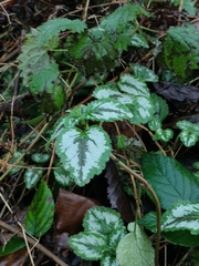 Lamium galeobdolon argentatum