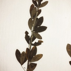 Cytisus nigricans