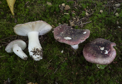 Russula atropurpurea