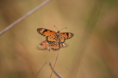 Acraea serena