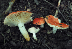 Russula luteotacta