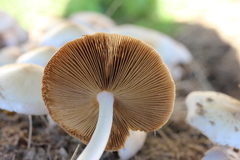 Bolbitius coprophilus