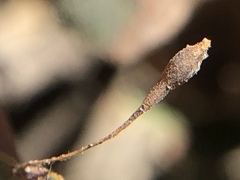 Andricus pedicellatus