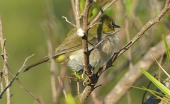 Zosterops virens capensis