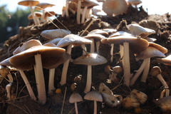 Bolbitius coprophilus