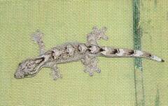 Thecadactylus solimoensis