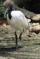 Threskiornis