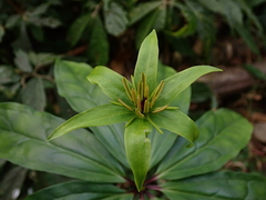 Paris polyphylla