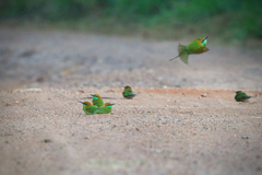 Merops orientalis ferrugeiceps