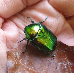 Protaetia speciosissima