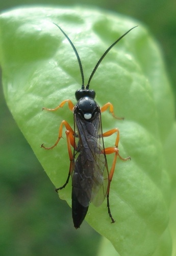 Probolus concinnus
