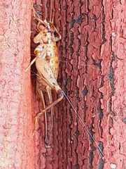 Gryllomorpha longicauda