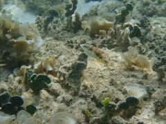 Halichoeres margaritaceus