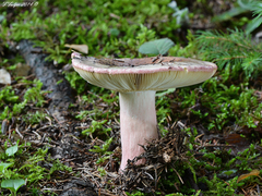 Russula olivacea