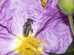 Andrena chalcogastra