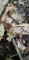 Inocybe cicatricata