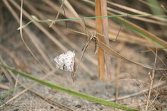 Idolomorpha
