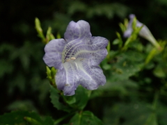 Strobilanthes flexicaulis