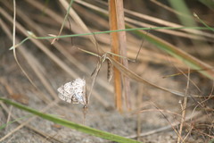 Idolomorpha