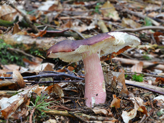 Russula olivacea