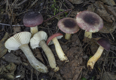 Russula alnetorum