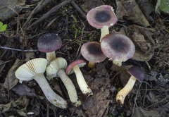 Russula alnetorum