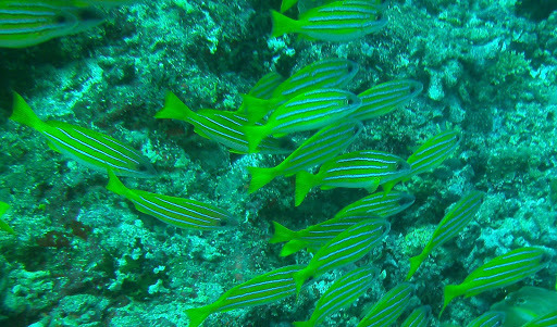 Bluestriped Snapper from Banana Reef, Male, N Male Atoll, Maldives on ...