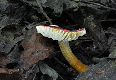 Russula alnetorum