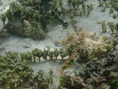 Halichoeres margaritaceus