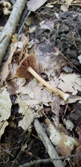 Inocybe cicatricata