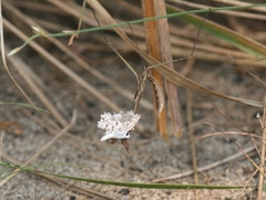 Idolomorpha