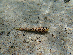 Terebrinae