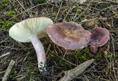 Russula queletii