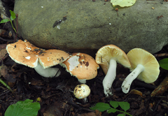 Russula risigallina