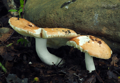 Russula risigallina